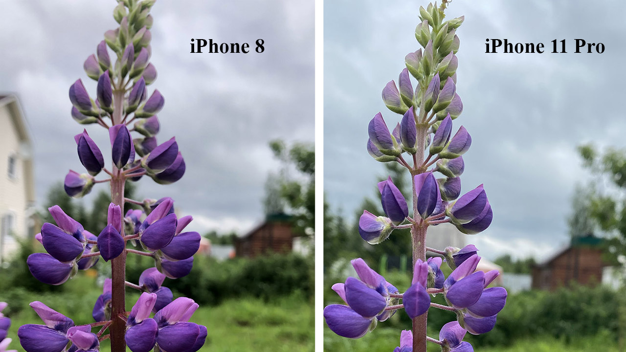 Сравнил фотографии с iPhone 8 и iPhone 11 Pro. Даже как-то неловко получилось