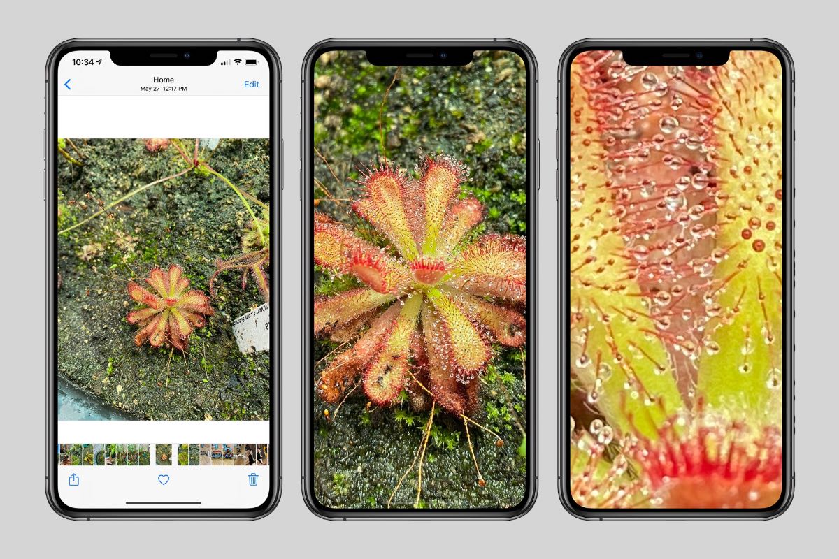 Фотографии в iOS 14 теперь можно увеличивать до мельчайших деталей