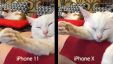 Сравнил фото котиков на iPhone X и iPhone 11. Сильно удивлён!