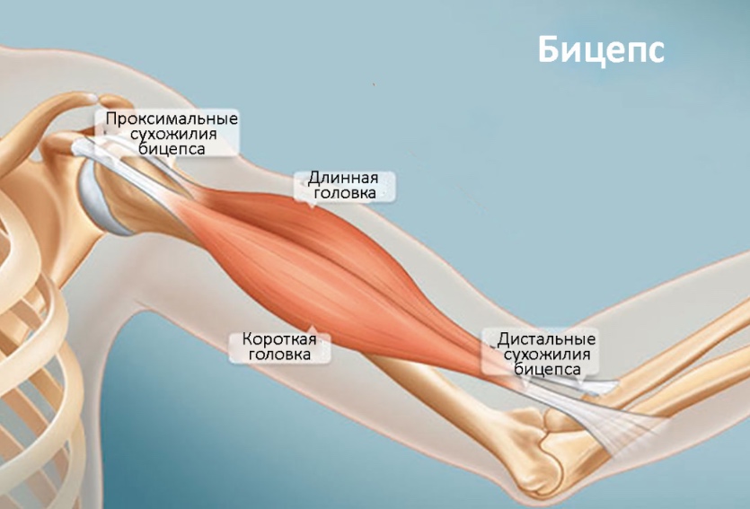 Бицепсы И Трицепсы Где Находятся Фото