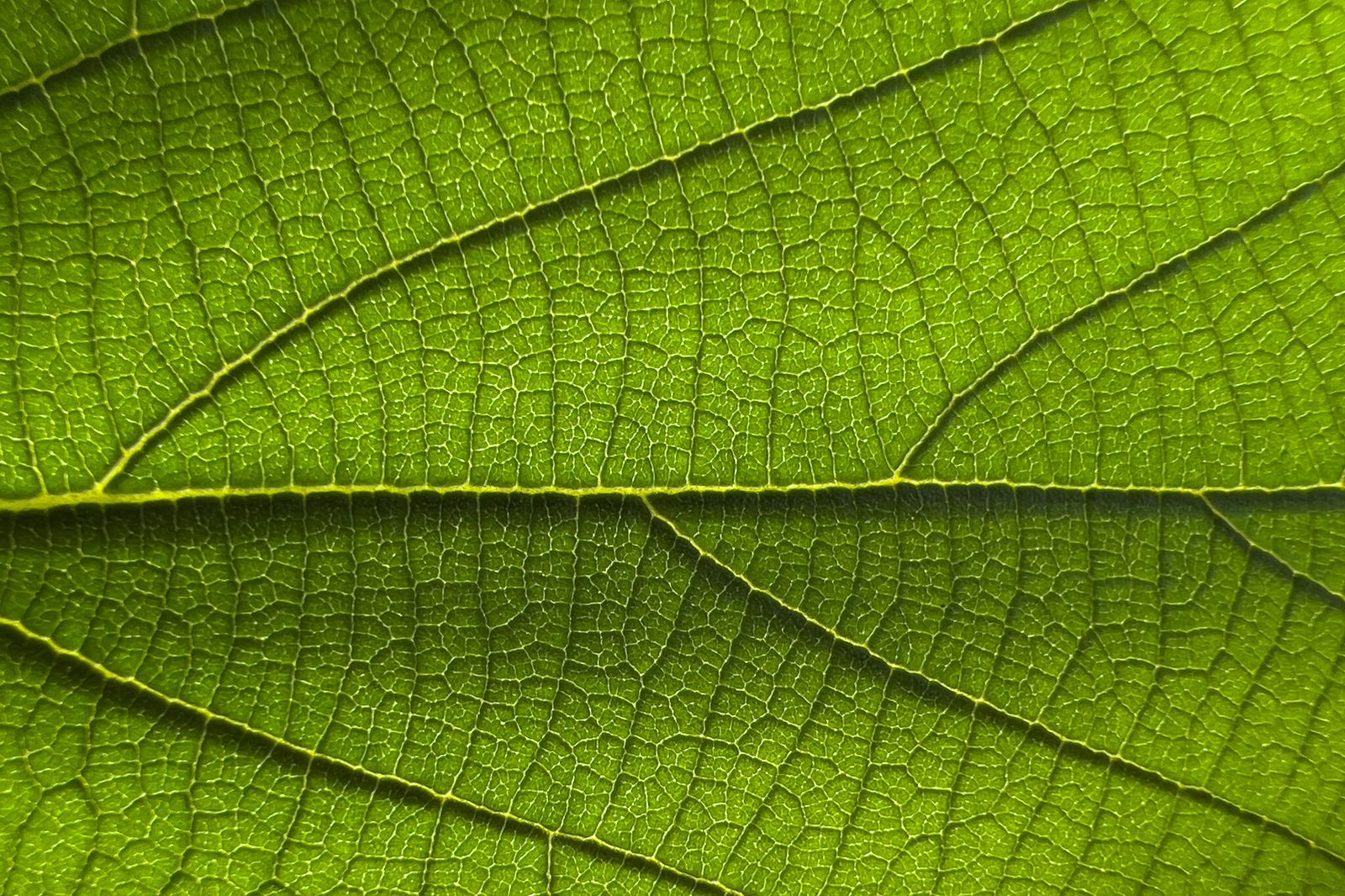 Известный фотограф Остин Манн похвалил камеры iPhone 13 Pro и сделал на них впечатляющие снимки 