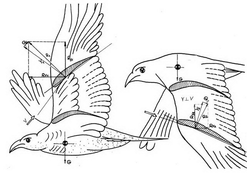 Методы полет птицы. Аэродинамика птиц. Схема птицы. Аэродинамика полета птицы. Полет птицы схема.