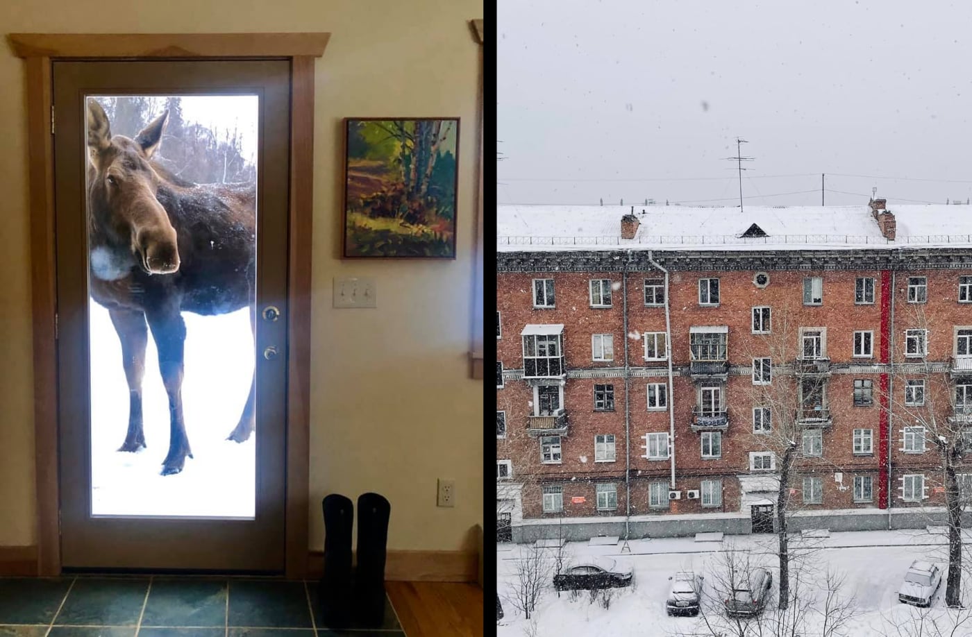 Люди выкладывают фото с видами из своего окна. Одни удивили лосем, а Новосибирск потряс истинно нашей