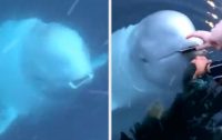 Девушка уронила iPhone в море, пытаясь сфотографировать белуху. Но рыба аккуратно вернула смартфон
