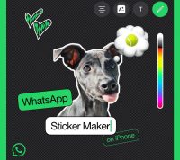 В WhatsApp на iOS появилась возможность создавать собственные стикеры. Пользователи Android могут только смотреть
