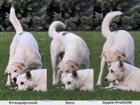 Магия Apple закончилась. Как китайские смартфоны типа Honor и Xiaomi превратили камеру iPhone в мыльницу из прошлого